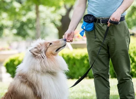 RC Pets Essential Treat Bag